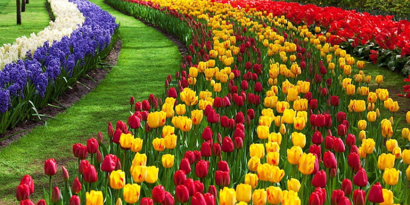 Book Srinagar Tour Package